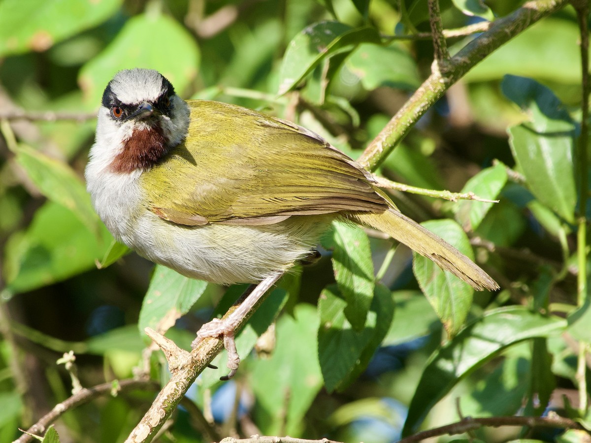 Gray-capped Warbler - ML638131475