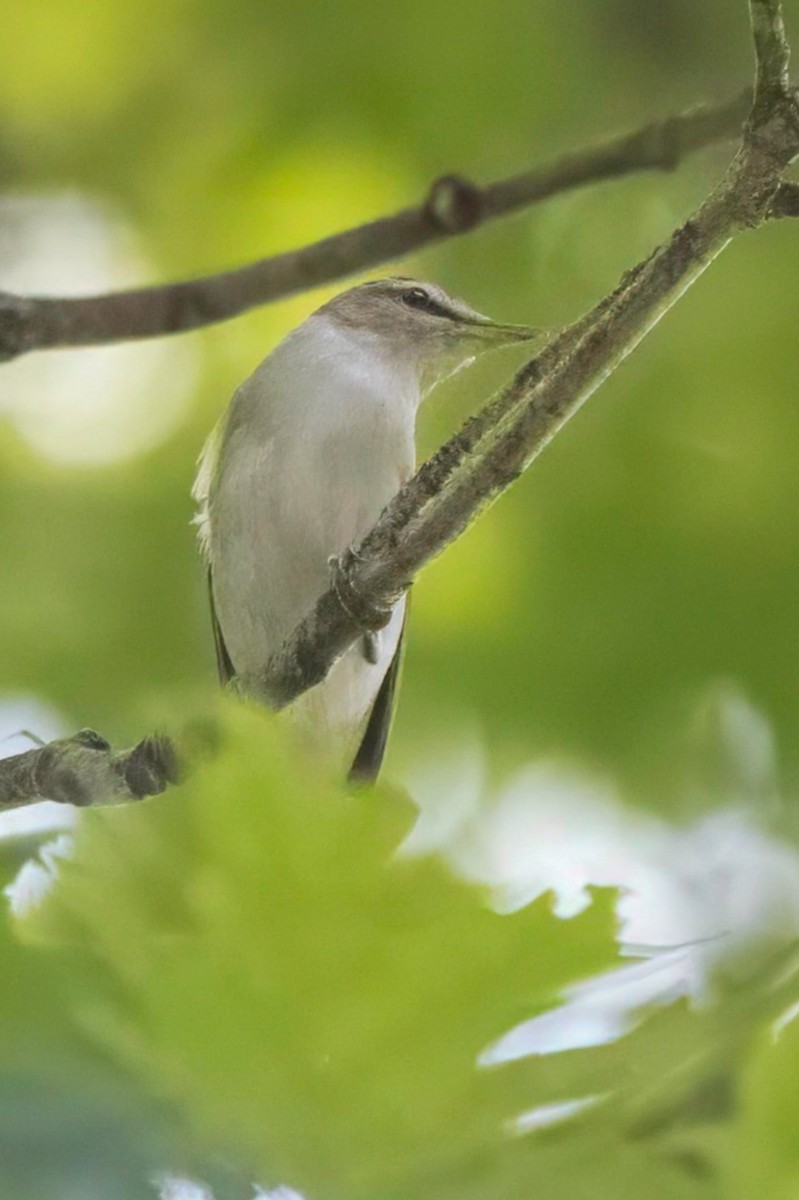Vireo Ojirrojo - ML638131482