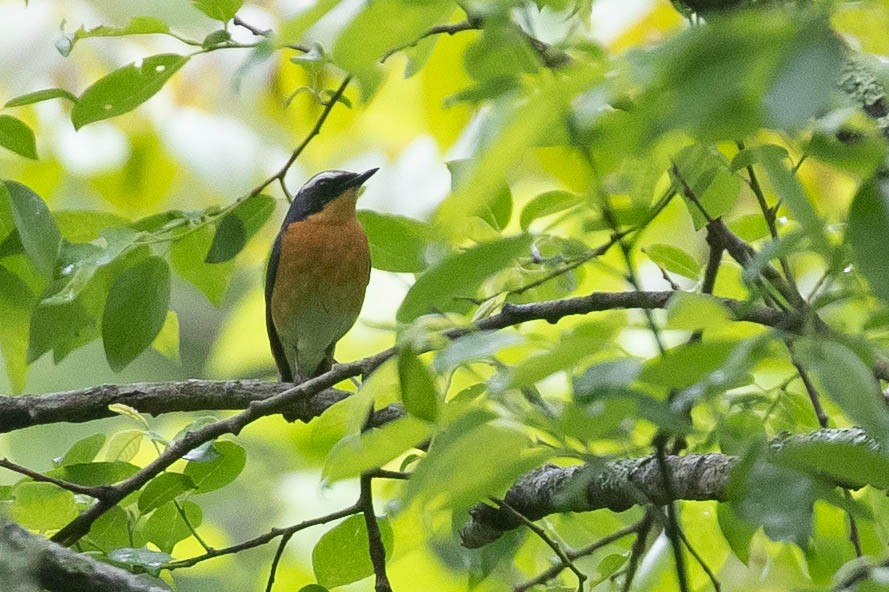 Indian Blue Robin - ML638131486