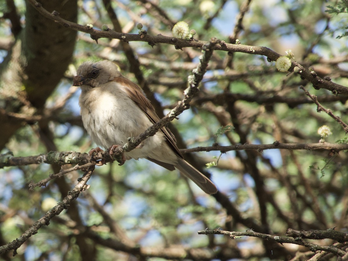 Northern Gray-headed Sparrow - ML638131487