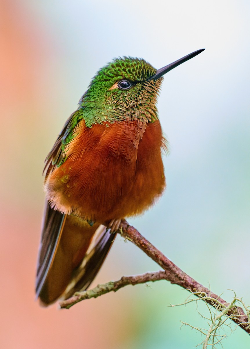 Chestnut-breasted Coronet - ML638131508