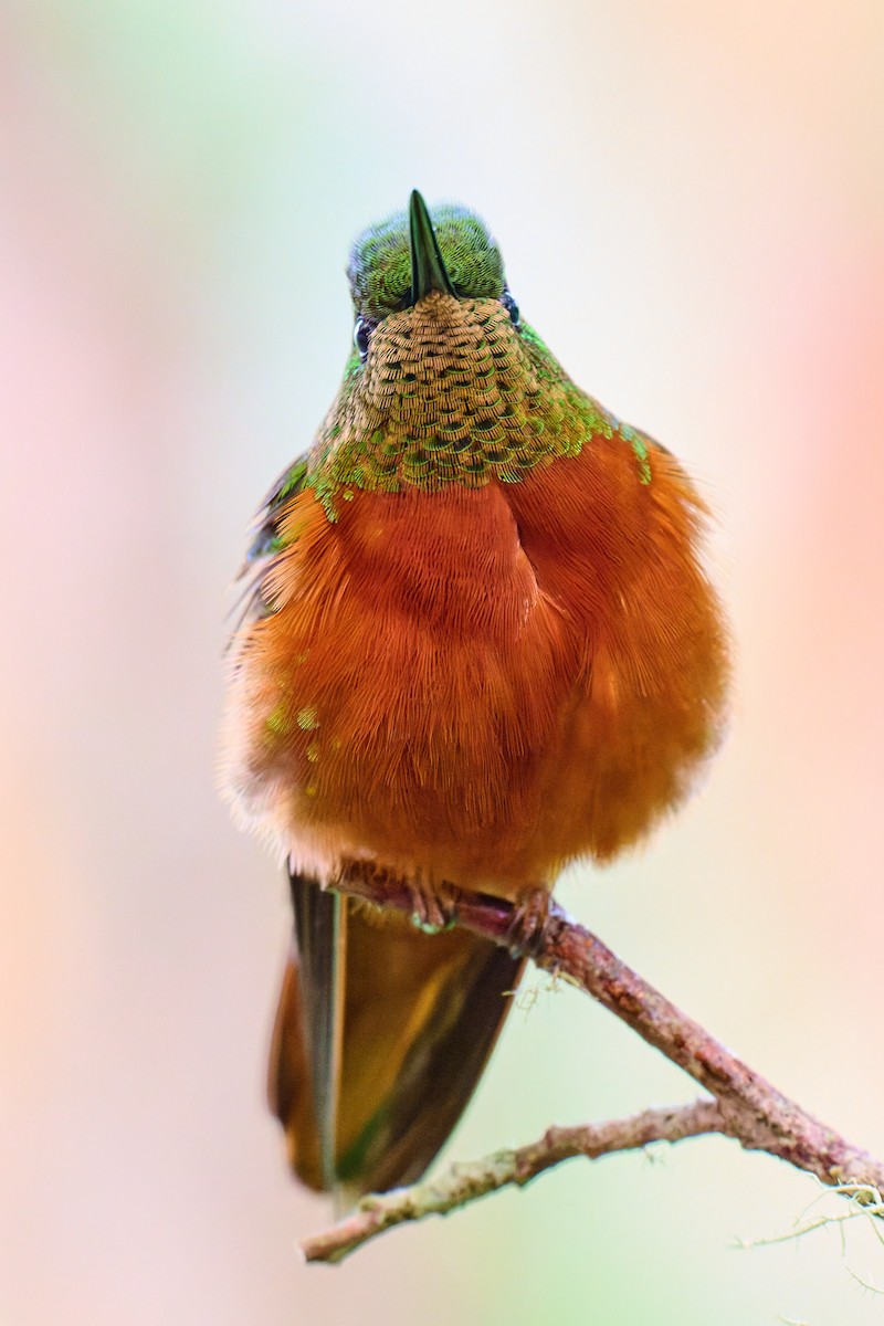 Chestnut-breasted Coronet - ML638131509
