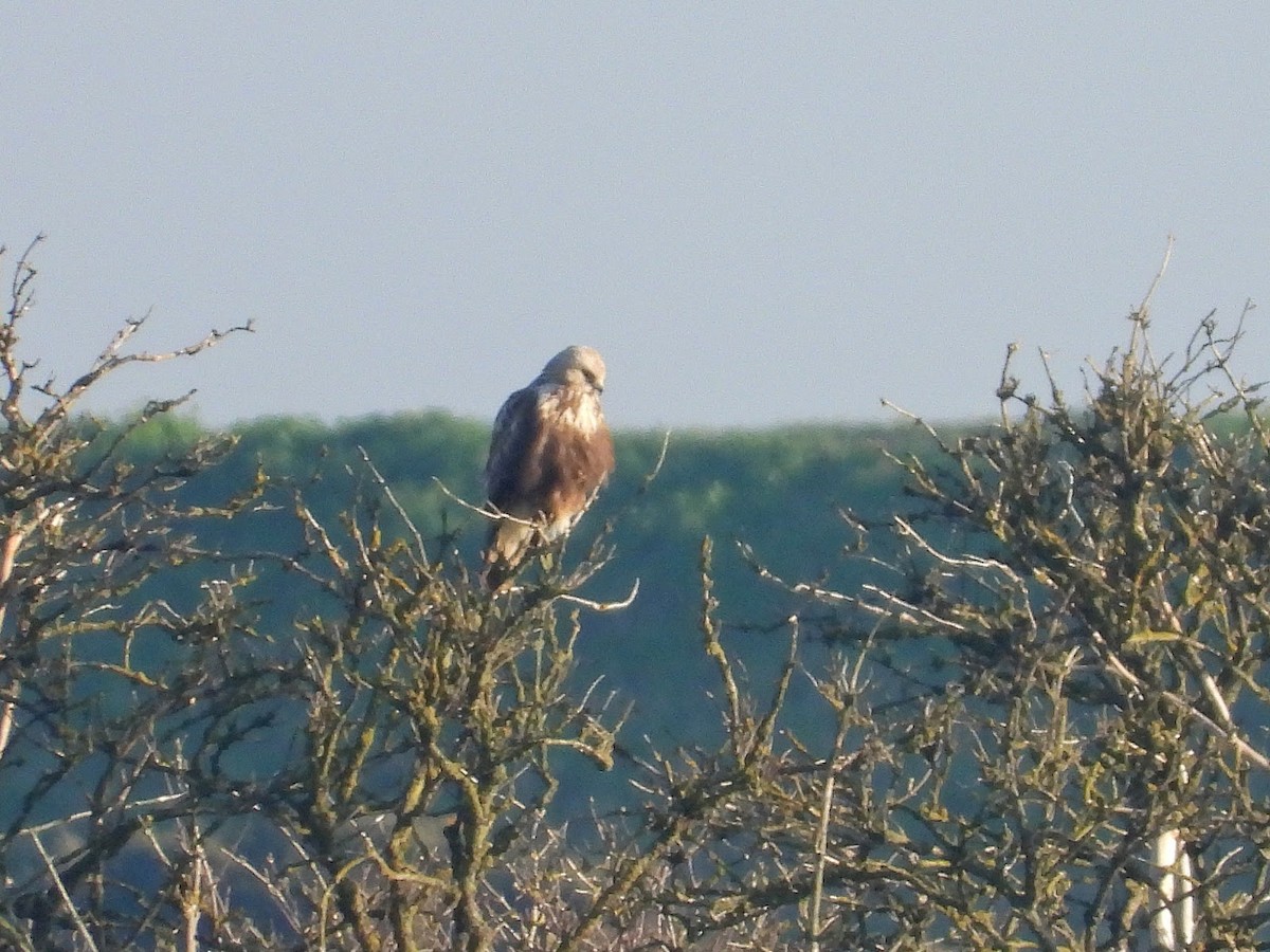 Rough-legged Hawk - ML638131510