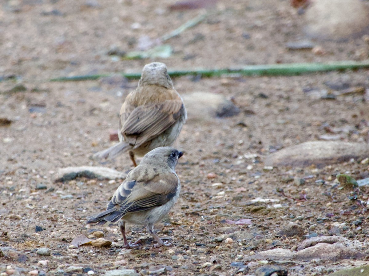 Northern Gray-headed Sparrow - ML638131521