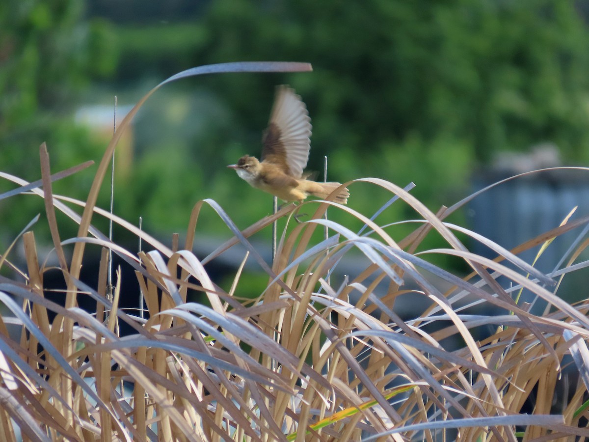 Great Reed Warbler - ML638131526