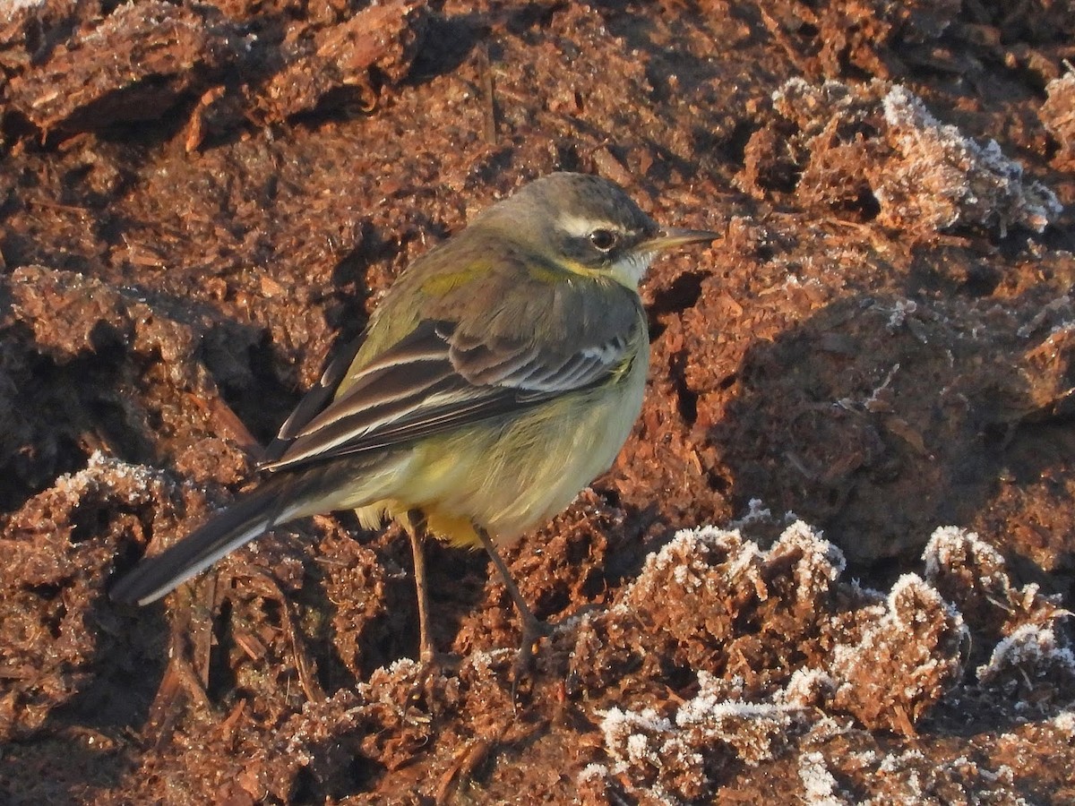 Eastern Yellow Wagtail (Eastern) - ML638131538