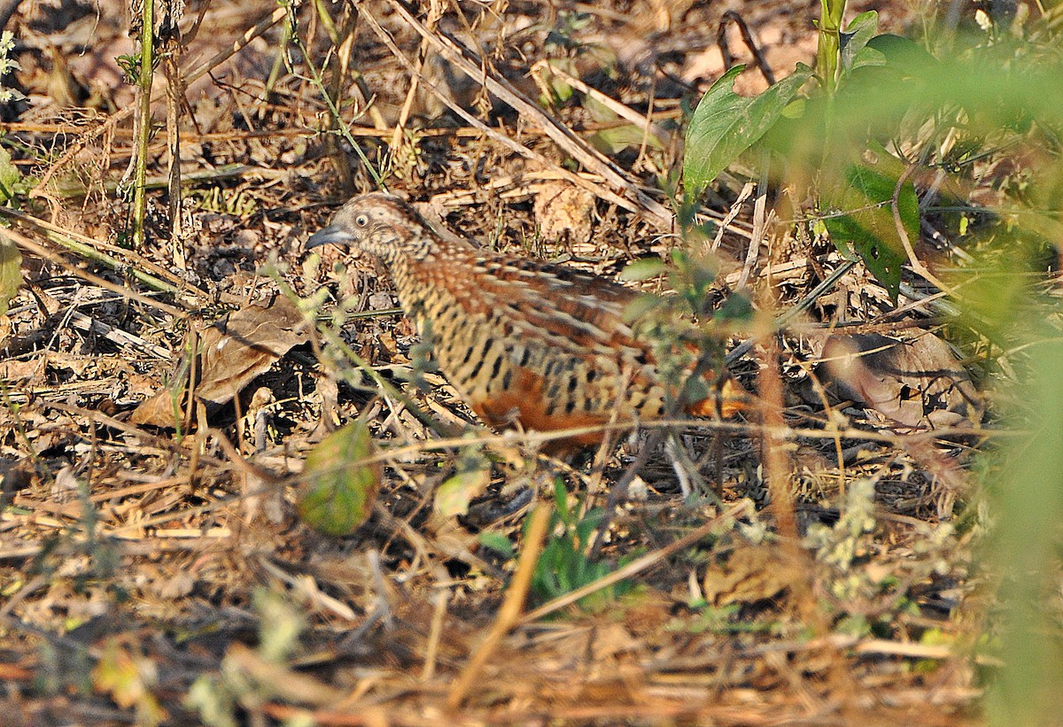 Barred Buttonquail - ML638131544