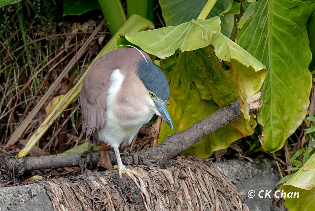 Nankeen Night Heron - ML638131545