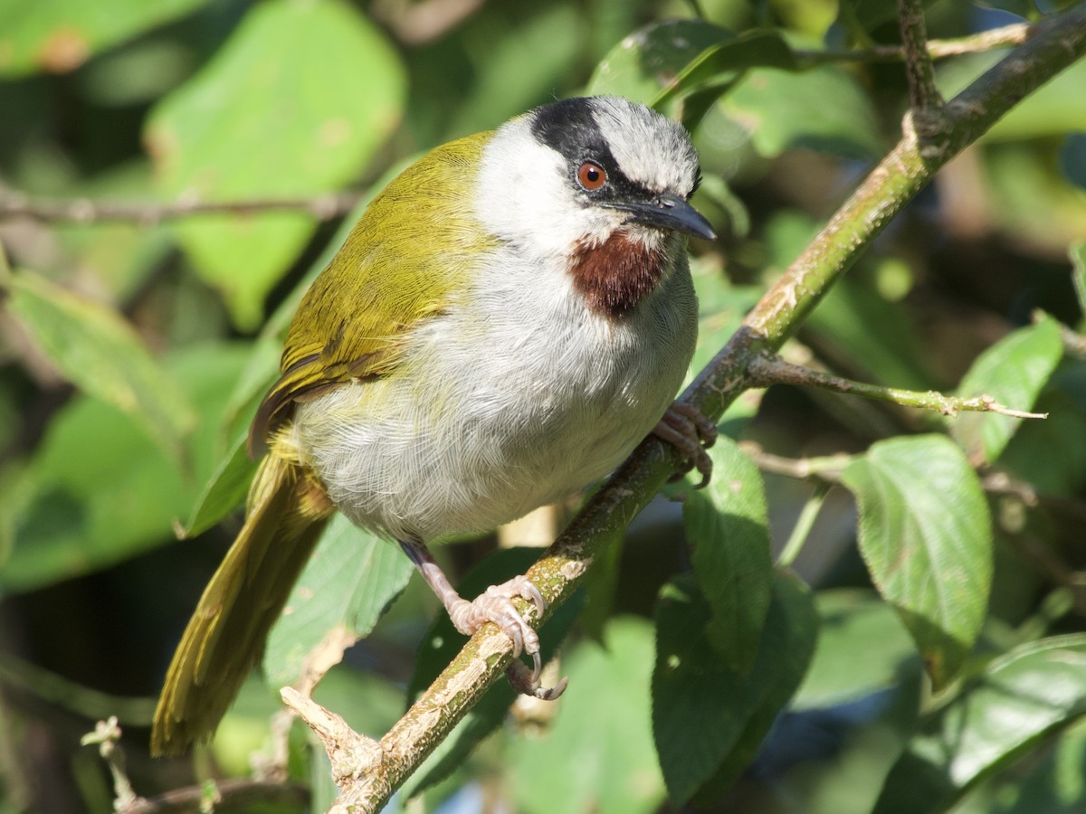 Gray-capped Warbler - ML638131559