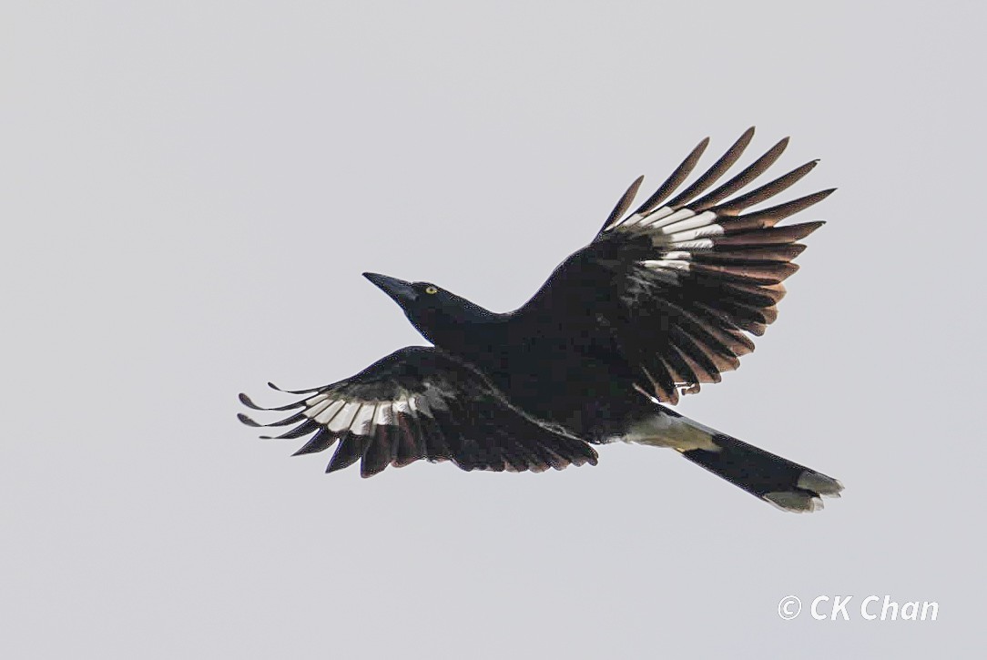 Pied Currawong - ML638131628