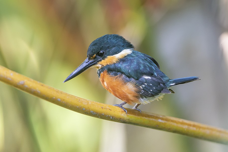American Pygmy Kingfisher - ML638131639