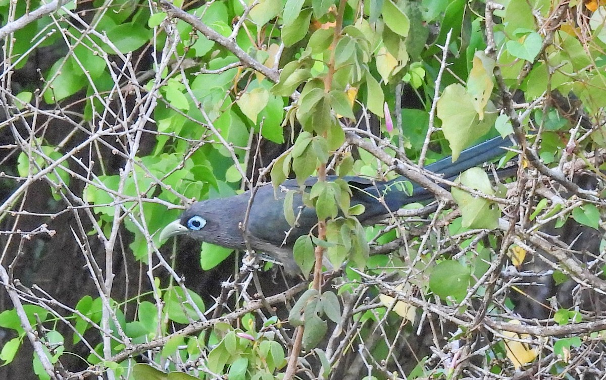 Blue-faced Malkoha - ML638131641