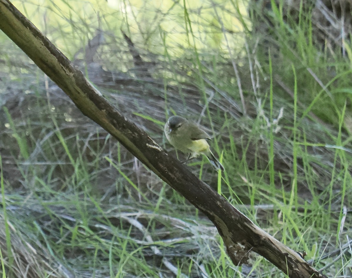 Weebill - ML638131652