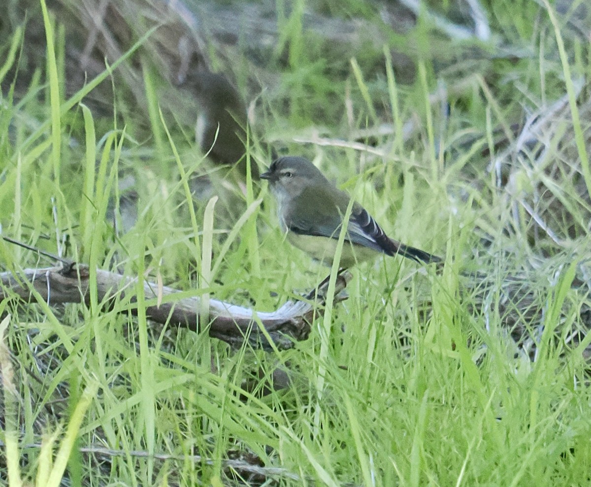 Weebill - ML638131654
