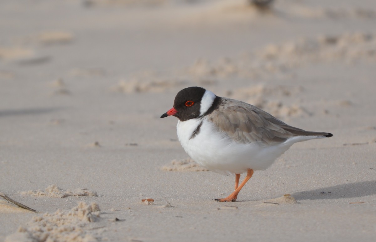 Hooded Plover - ML638131687