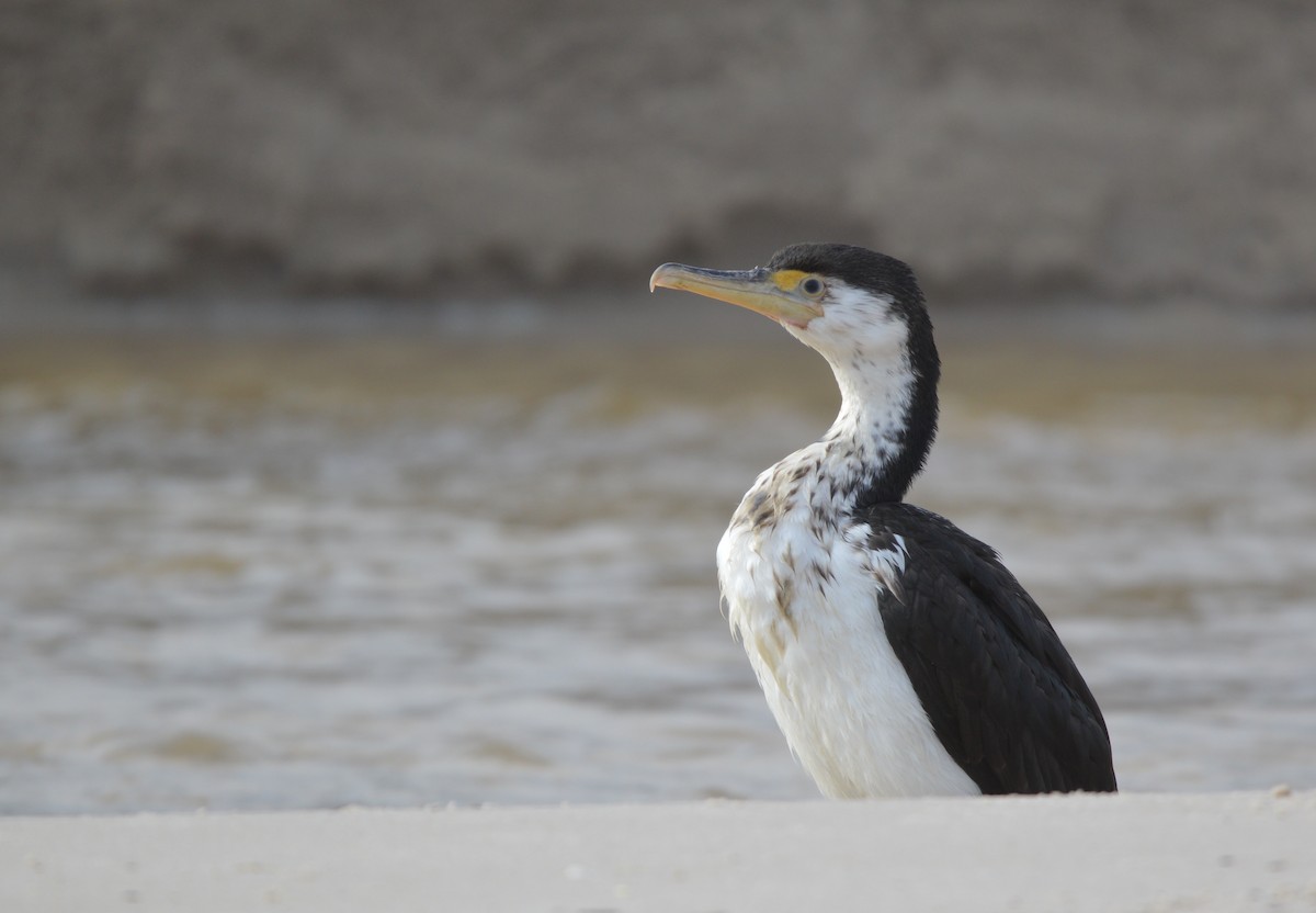 Cormoran varié - ML638131688