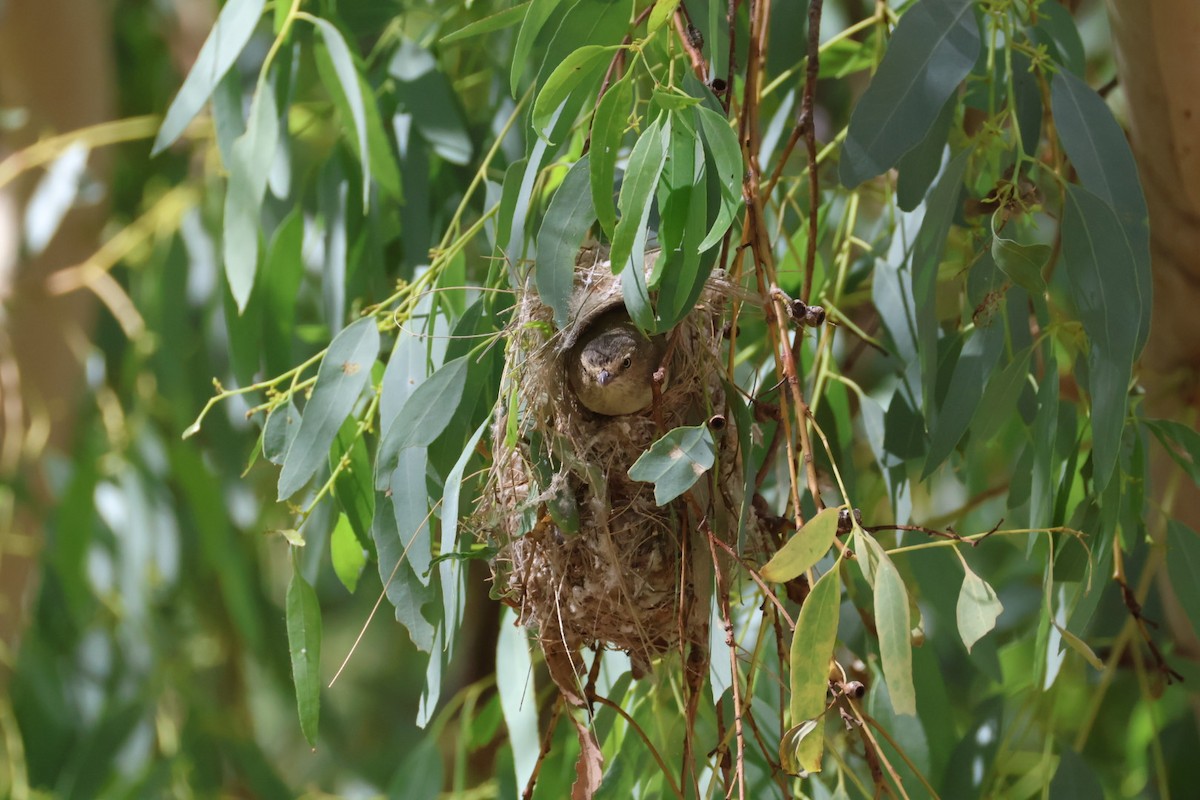 Weebill - ML638131689