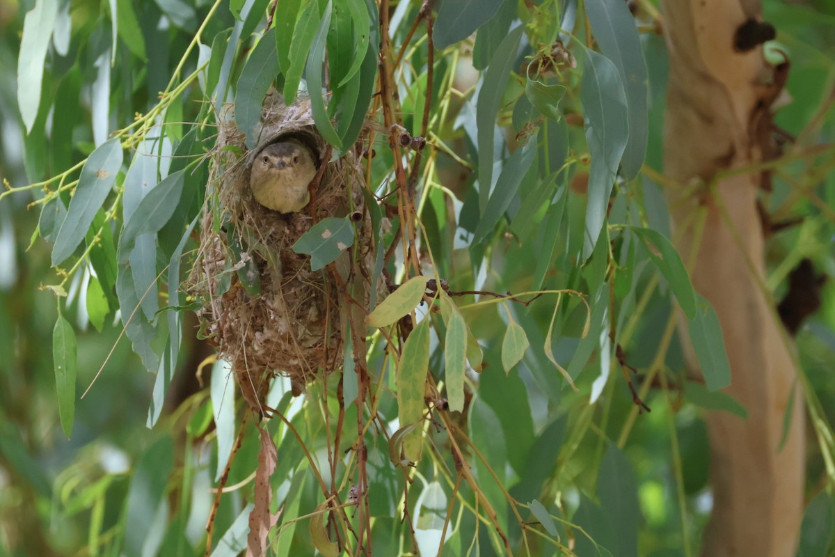 Weebill - ML638131690