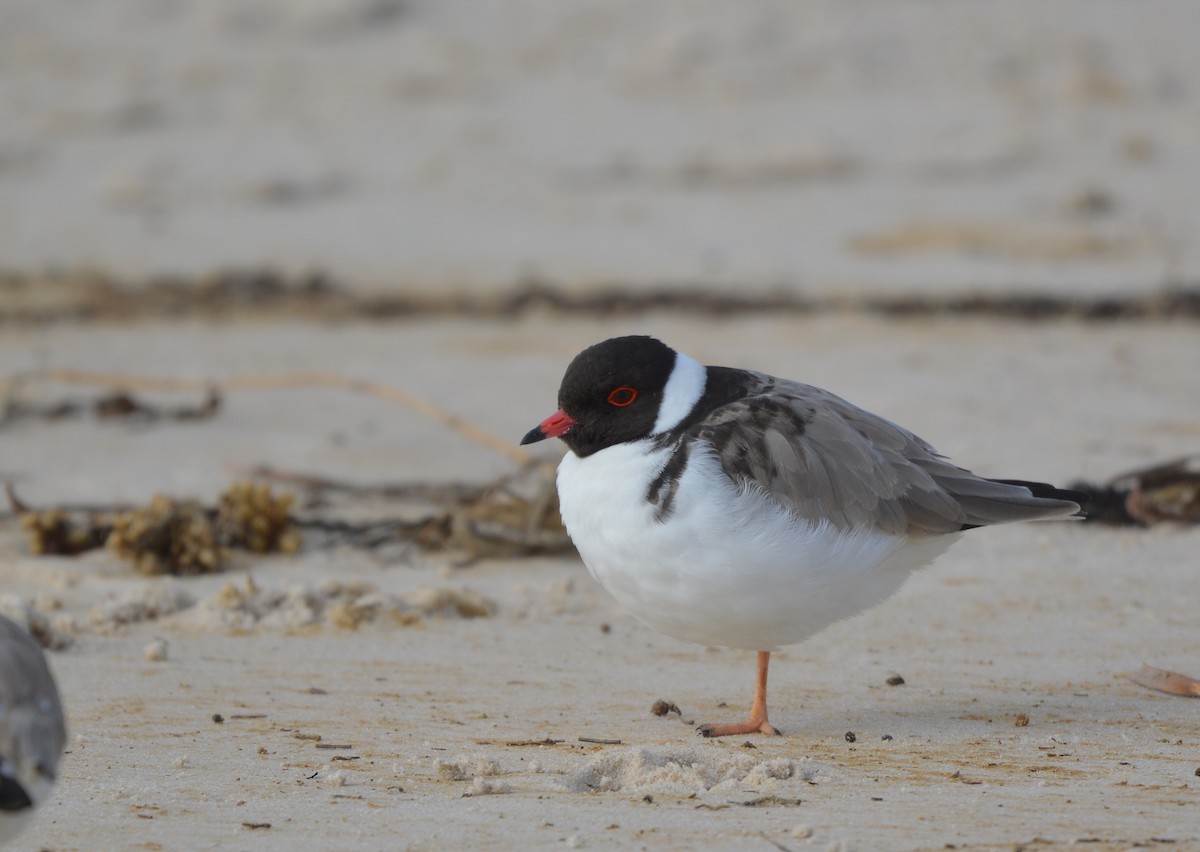 Hooded Plover - ML638131714