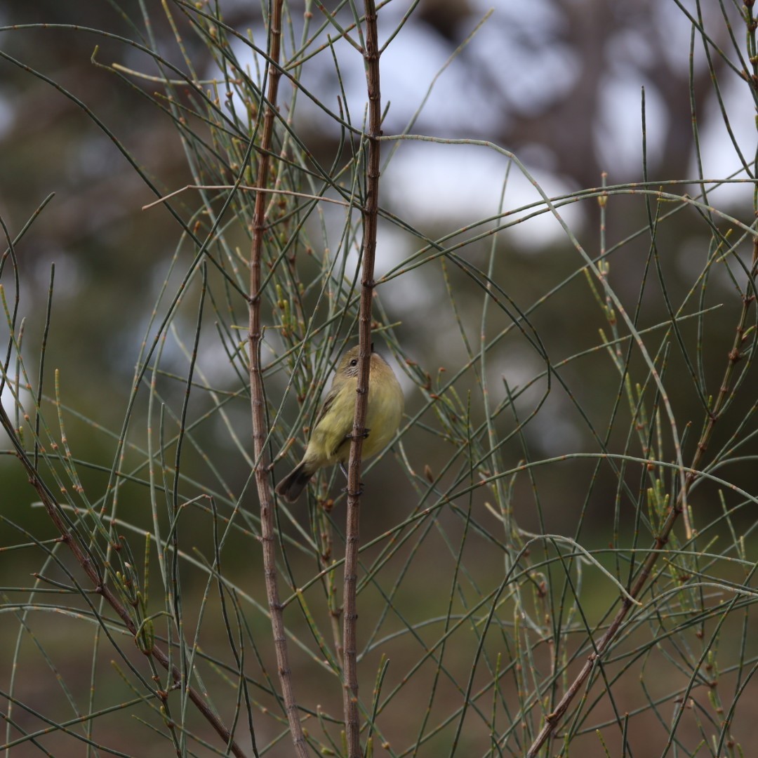 Yellow Thornbill - ML638131715