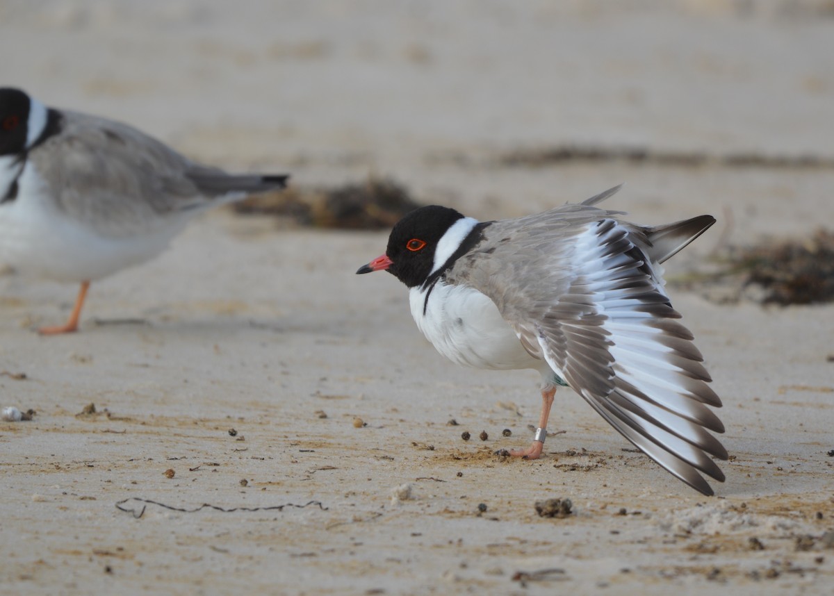 Hooded Plover - ML638131716
