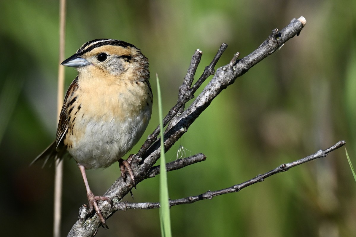LeConte's Sparrow - ML638131737