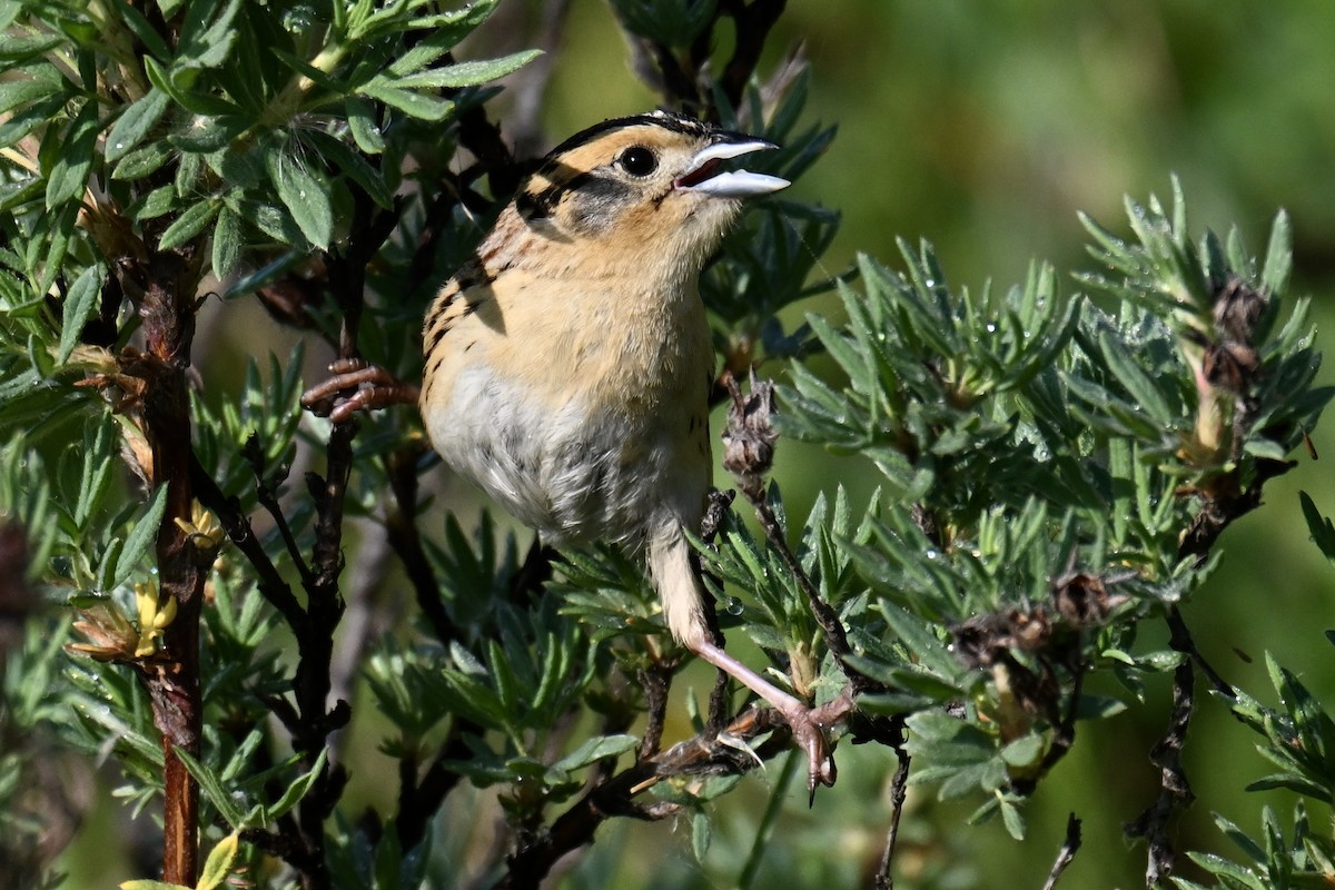 LeConte's Sparrow - ML638131738