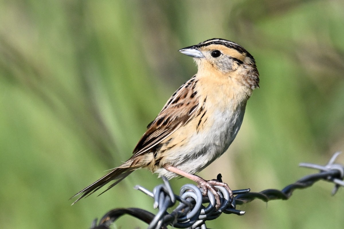 LeConte's Sparrow - ML638131744