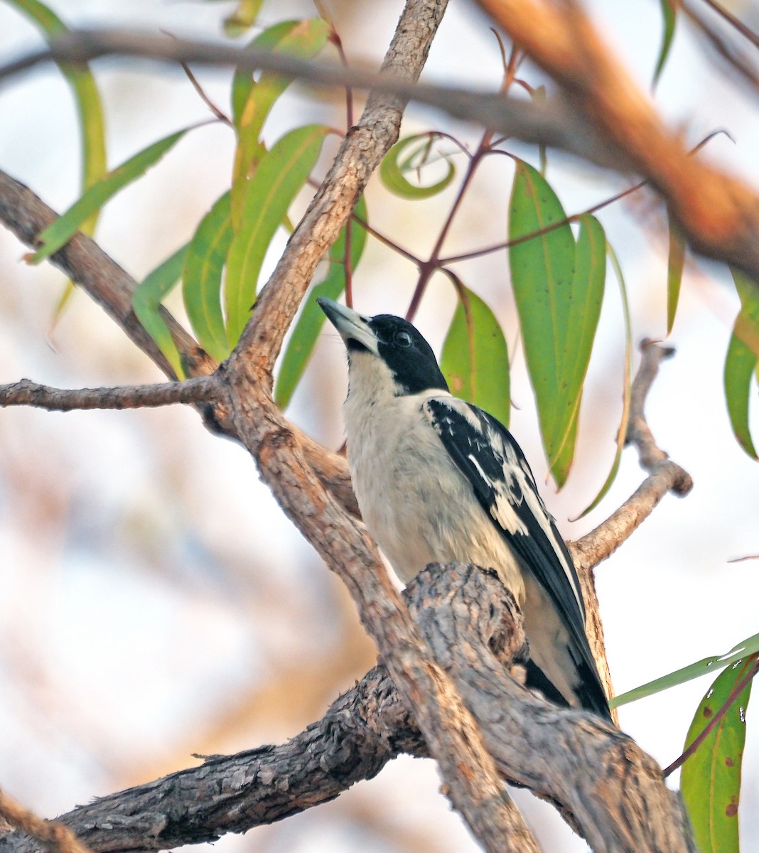 Black-backed Butcherbird - ML638131768