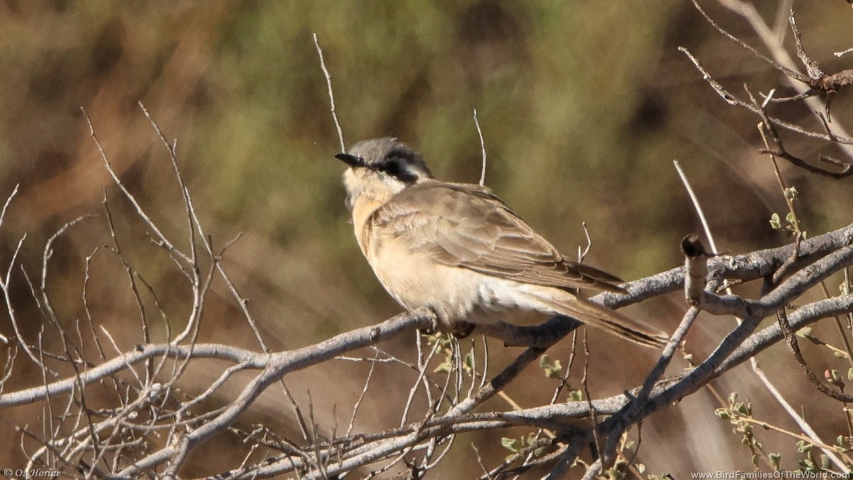 Black-eared Cuckoo - ML638131781