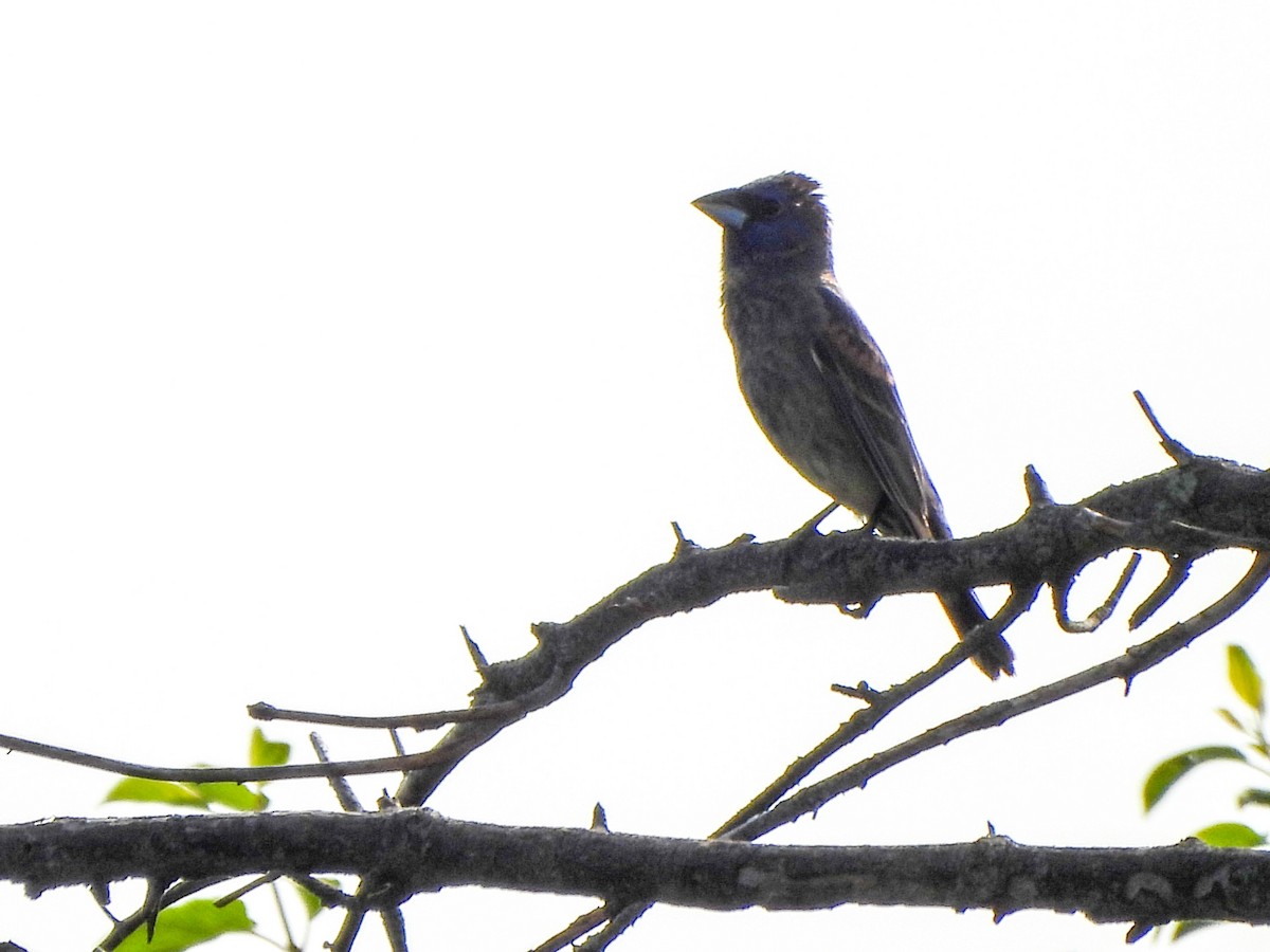 Guiraca bleu - ML638131802