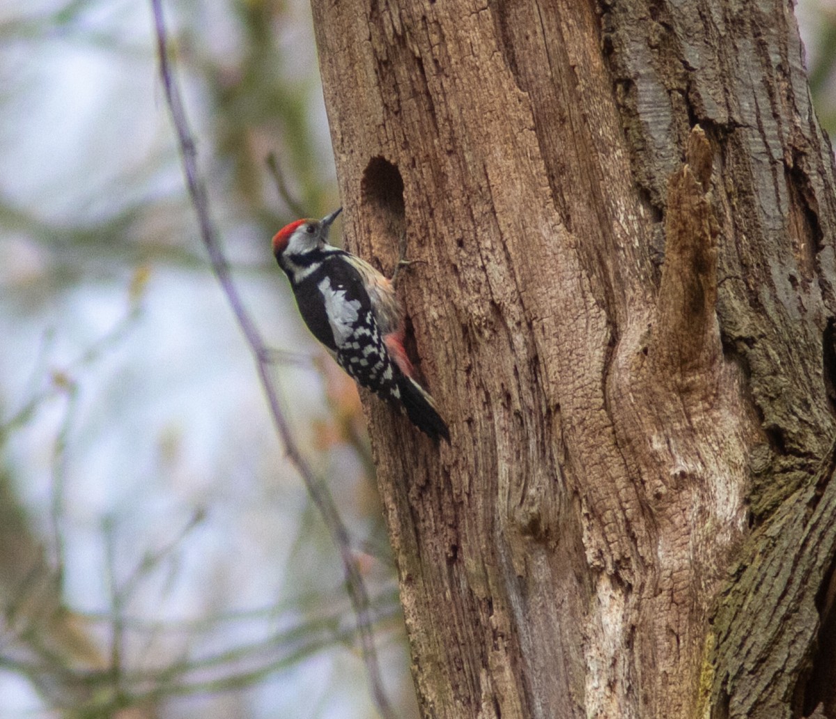 Middle Spotted Woodpecker - ML638131803