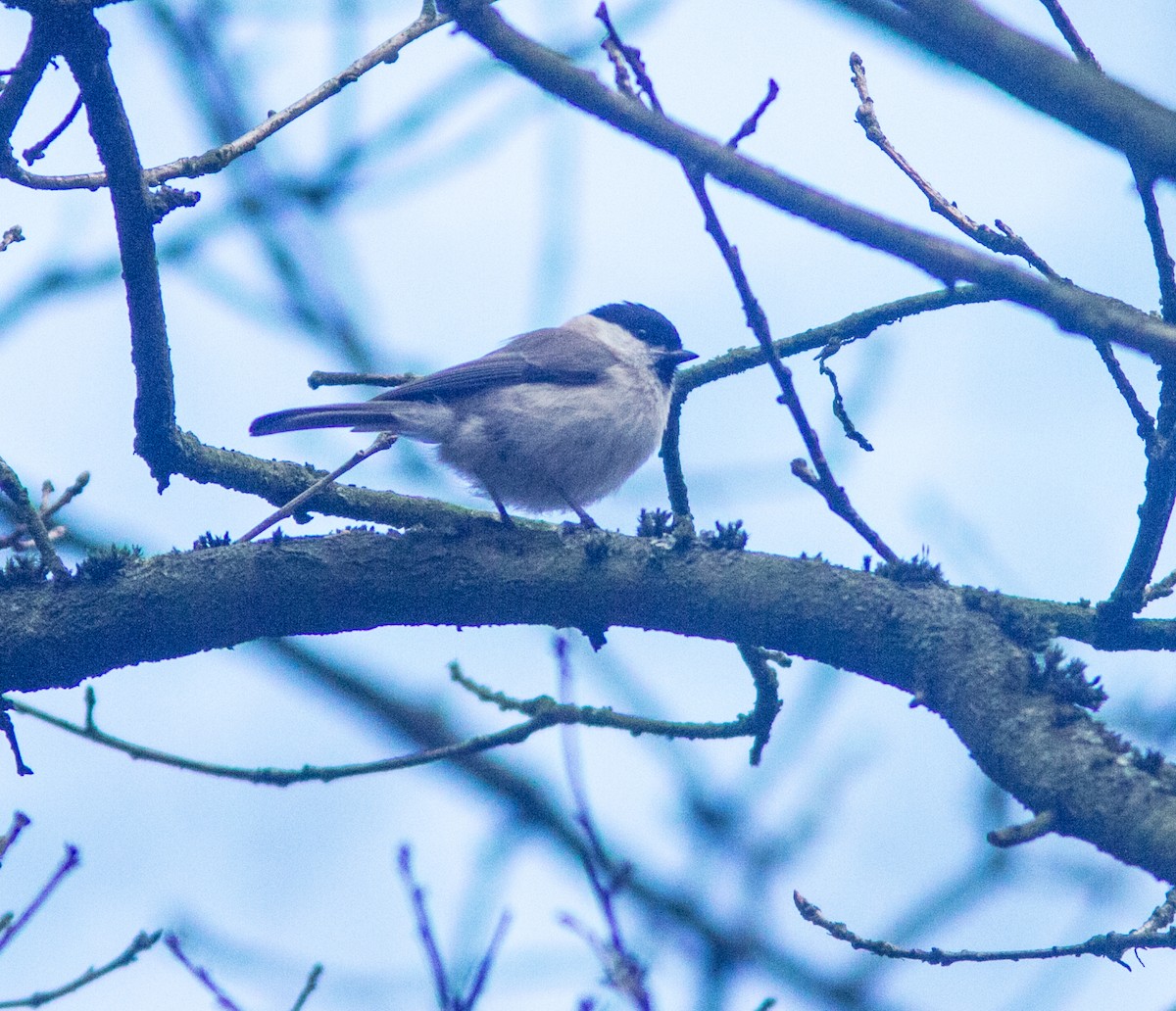 Marsh Tit - ML638131804
