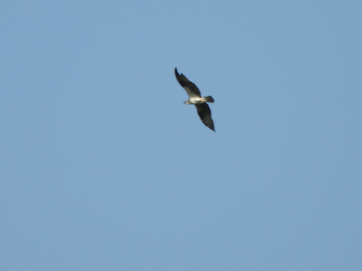 Osprey - ML638131805