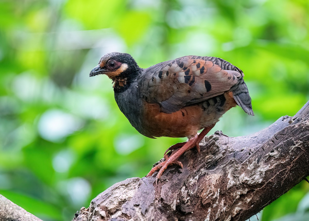 Kızıl Karınlı Dağ Kekliği - ML638131819