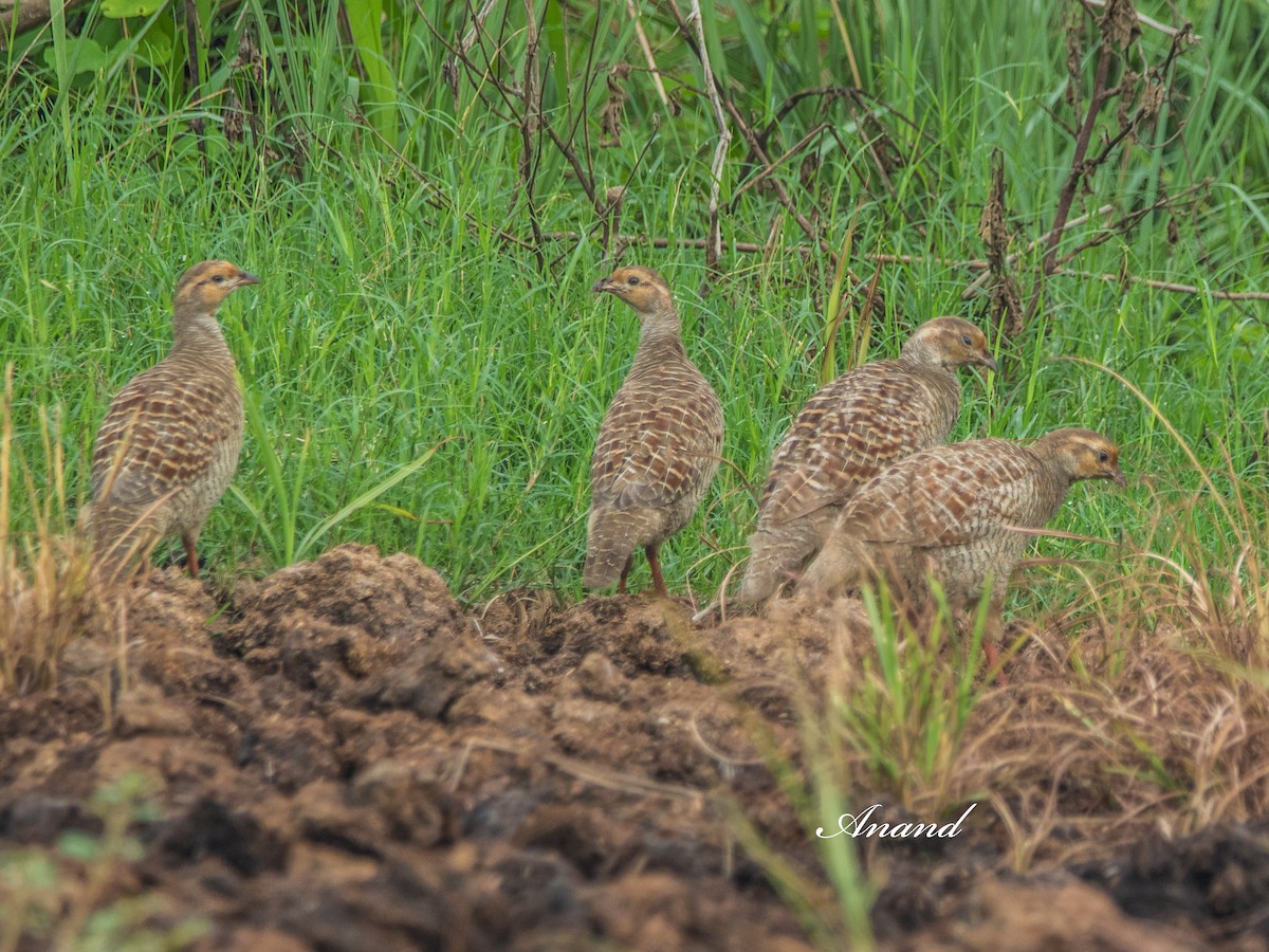 Gray Francolin - ML638131835