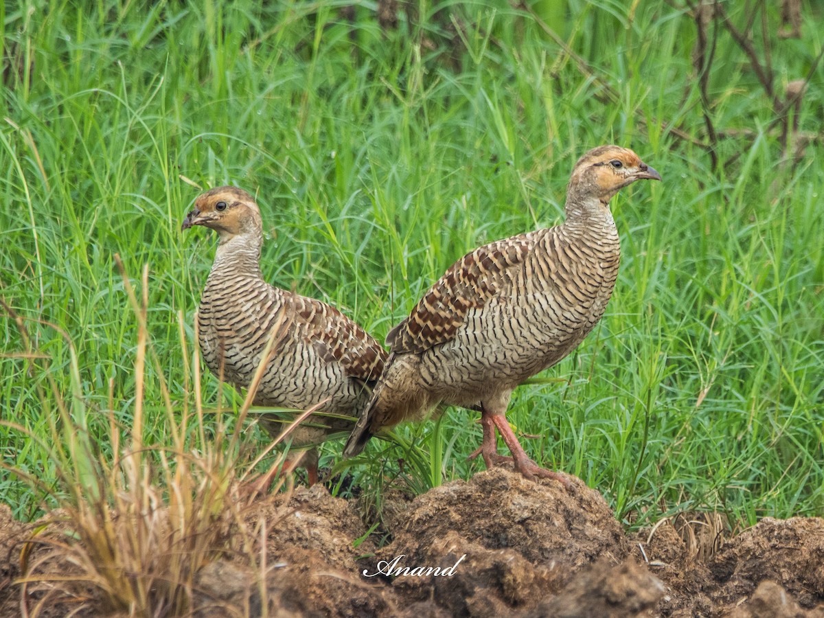 Gray Francolin - ML638131836