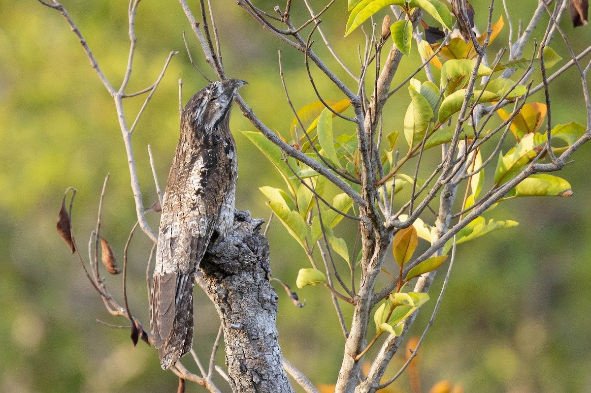 Common Potoo - ML638131838