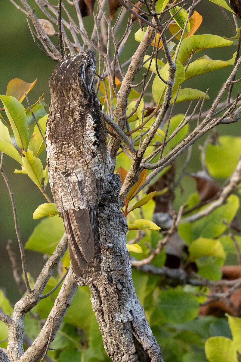 Common Potoo - ML638131839