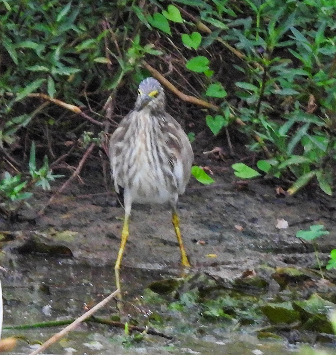Indian Pond-Heron - ML638131851