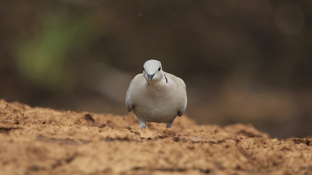 Eurasian Collared-Dove - ML638131859