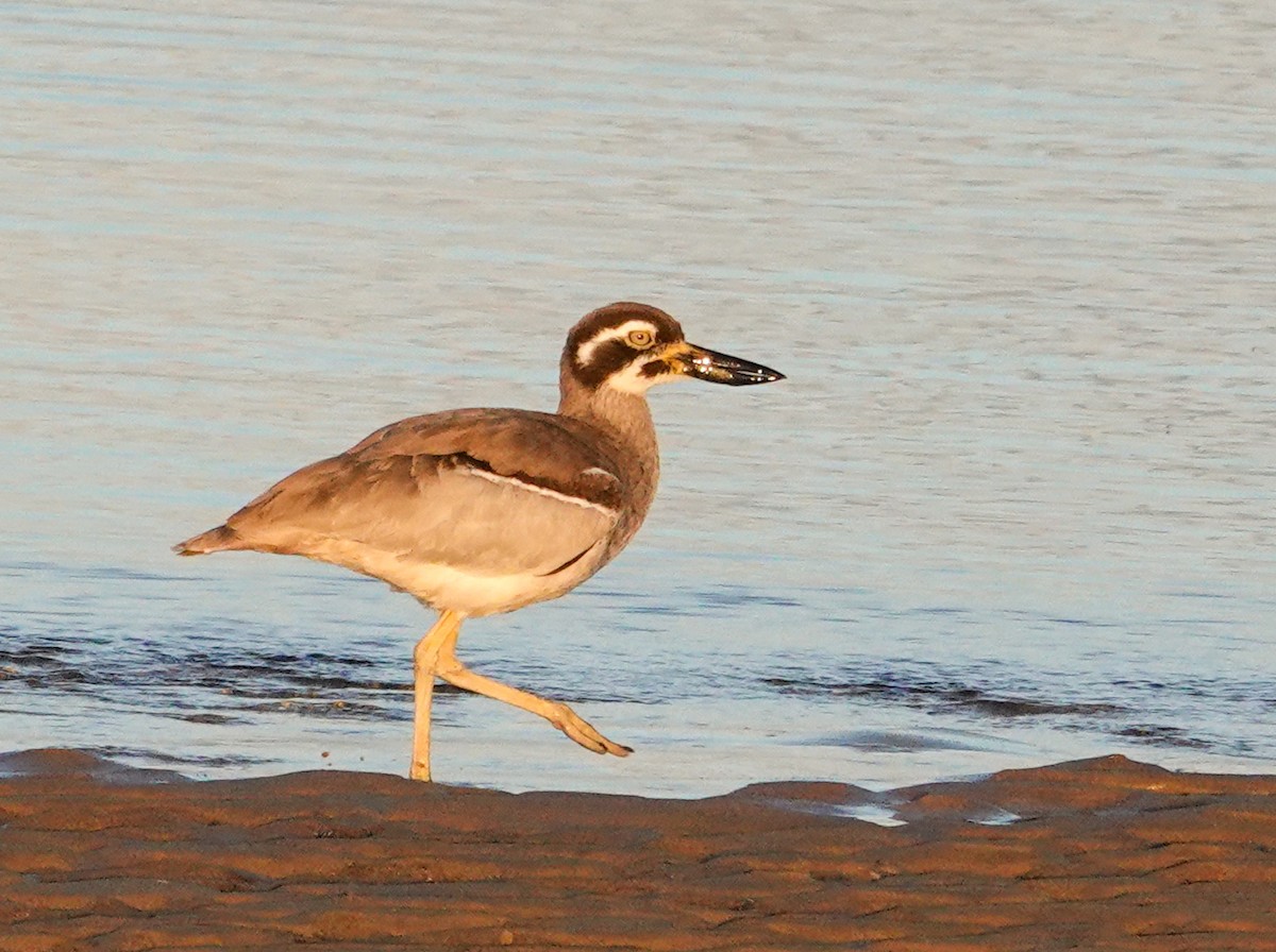 Beach Thick-knee - ML638131867
