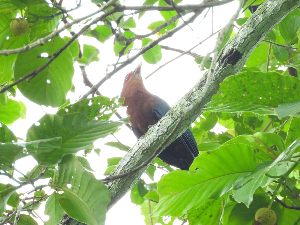 Chestnut-breasted Malkoha - ML638131882