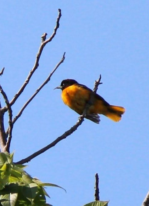 Baltimore Oriole - ML638131883