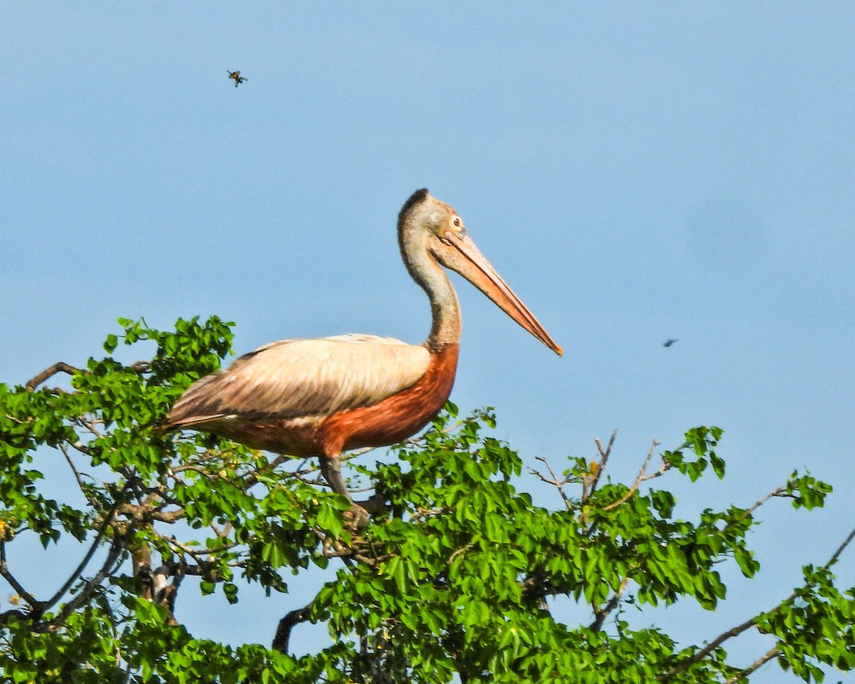 Spot-billed Pelican - ML638131884