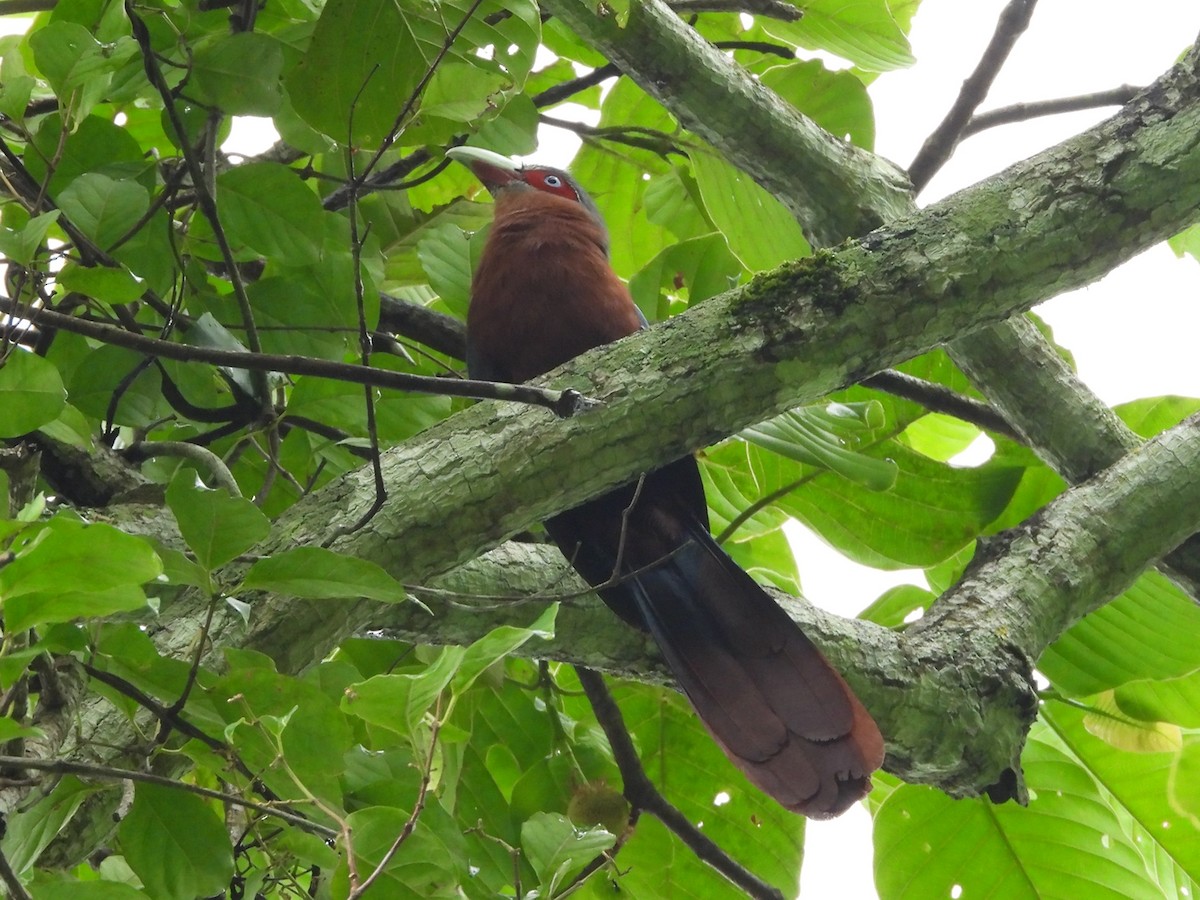 Chestnut-breasted Malkoha - ML638131888