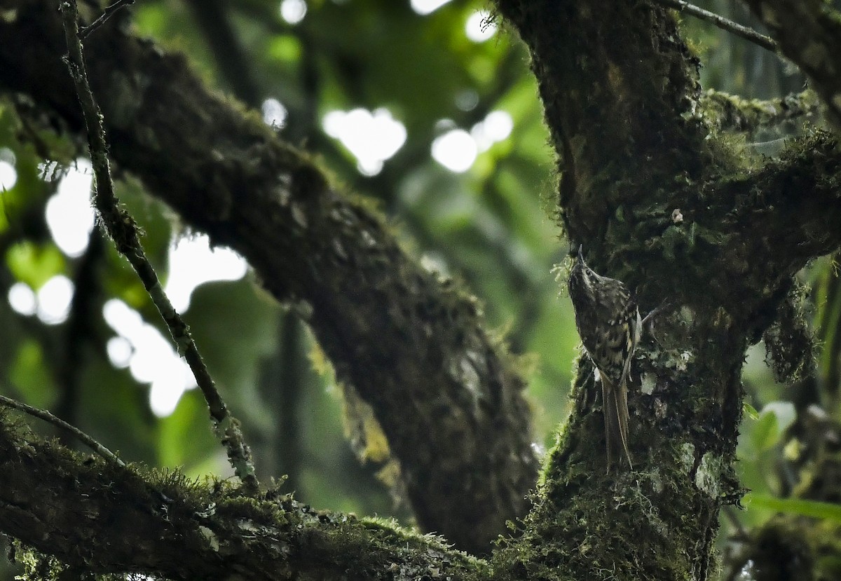 Sikkim Treecreeper - ML638131892