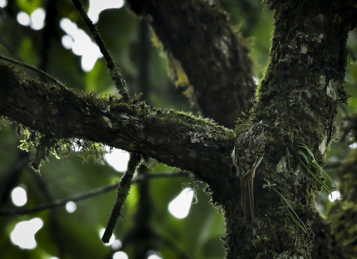 Sikkim Treecreeper - ML638131893