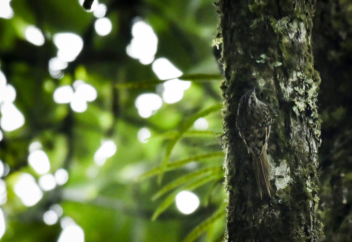 Sikkim Treecreeper - ML638131895
