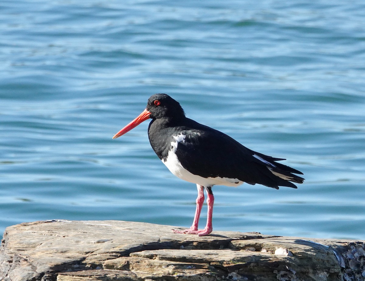Pied Oystercatcher - ML638131898